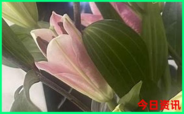 成都到泸沽湖自驾游攻略